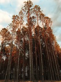 Low angle view of trees against sky