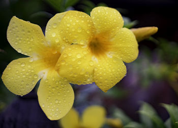 Close-up of wet yellow flower