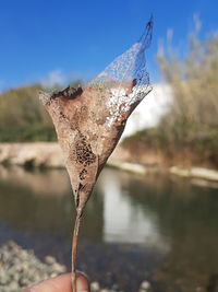 Close-up of dry leaf by lake against sky