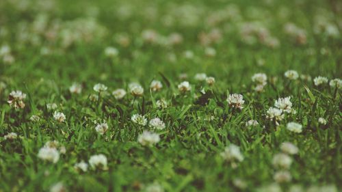 Close-up of white flowering plants on field