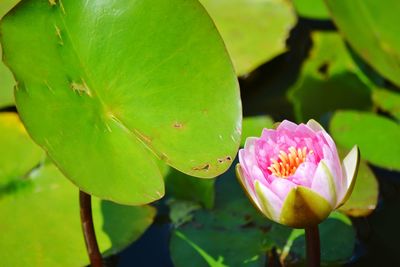 Close-up of lotus water lily