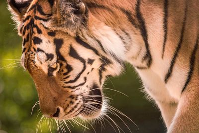 Close-up of tiger at zoo