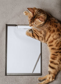 A domestic cat lies next to an empty clipboard. copy space.