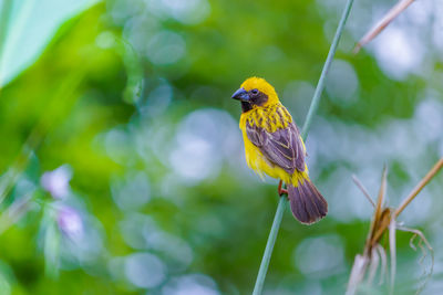 Close-up of bird perching on plant