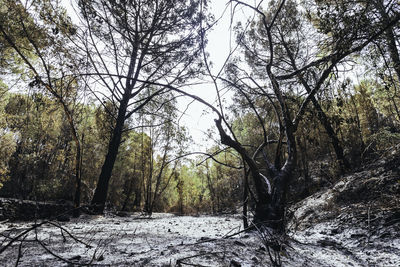 Trees in forest during winter