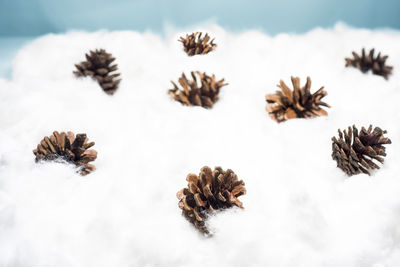 Close-up of dried plant in winter