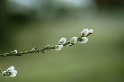 Close-up of white flower buds