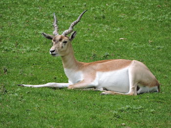 Deer in a field