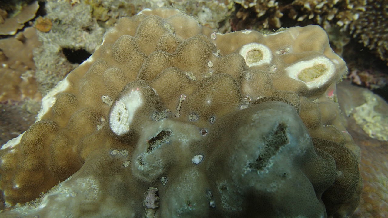 CLOSE-UP OF CORAL