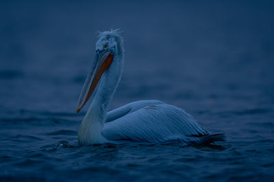 Close-up of pelican on lake