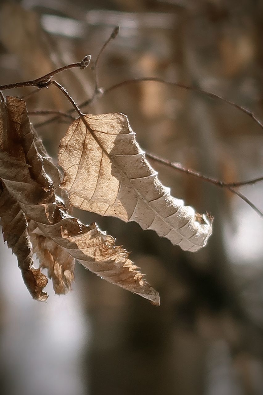 CLOSE-UP OF DRY LEAVES ON TREE