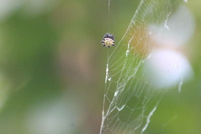 Close-up of spider on web