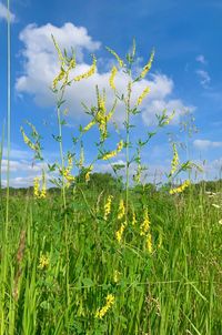 Yellow flowering plants on field against sky