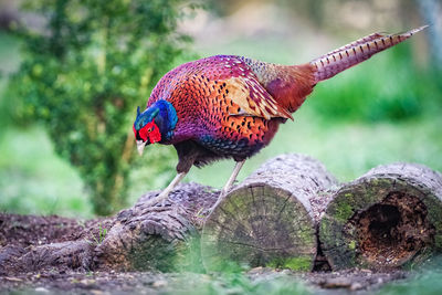 Close-up of peacock perching on wood