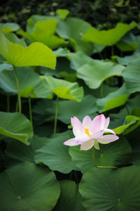 Close-up of white flowering plant