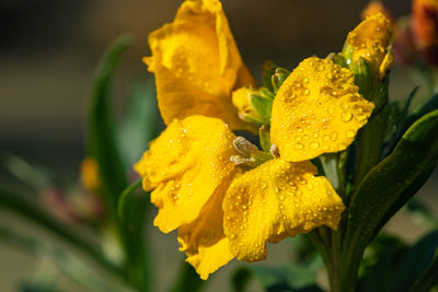 Close-up of wet yellow flowering plant during rainy season