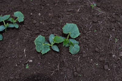 Close-up of plant