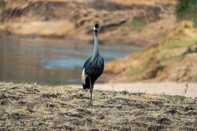 Close up of a grey crowned crane