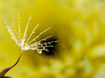 Close-up of wet plant