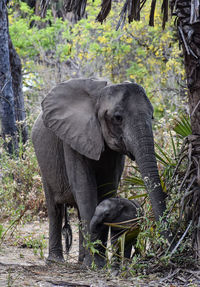 Elephant in forest