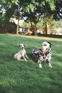 View of dalmatian dog on field