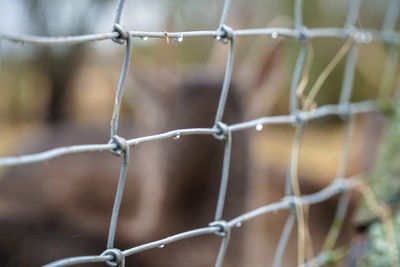 Close-up of chainlink fence