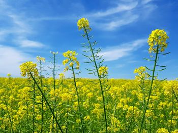 Yellow flowering plants on field against sky