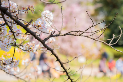 Low angle view of cherry blossoms on branch