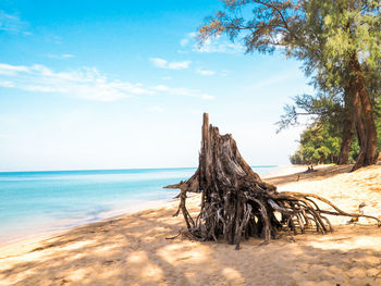 View of tree on beach against sky