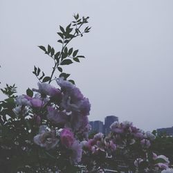 Close-up of pink flowering plant against clear sky