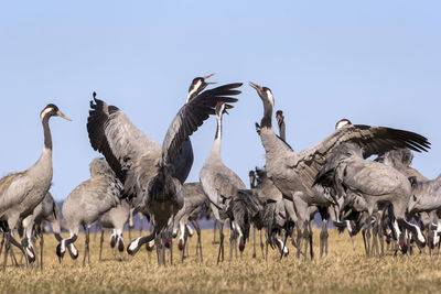 Flock of birds on a field