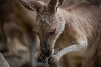 Close-up of a kangaroo