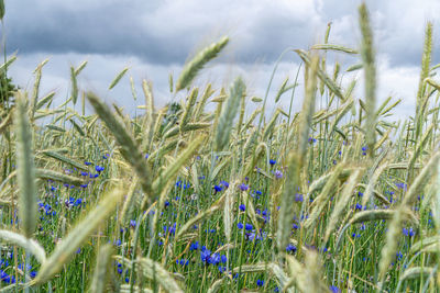 Close-up of flowering plants growing on field