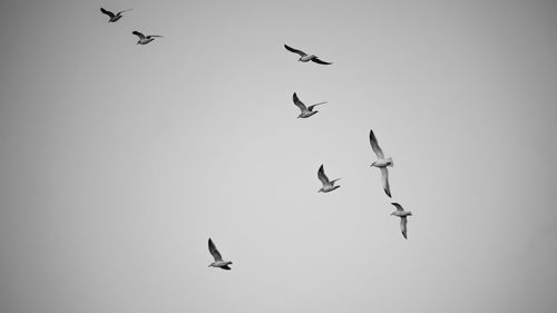 Low angle view of birds flying in sky