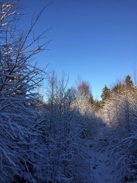 Bare trees on snow covered landscape