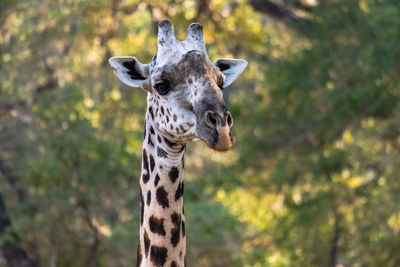 Close-up of giraffe