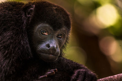 Close-up portrait of monkey