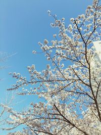 Low angle view of cherry blossom tree