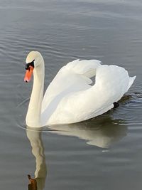 Swan floating on a lake