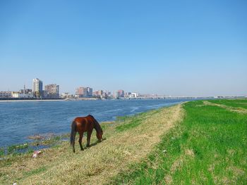 Horses on a land