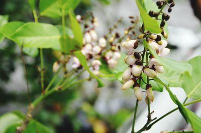 Close-up of flower buds growing outdoors