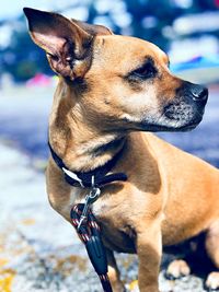 Close-up of a dog looking away