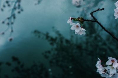 Close-up of white flowers