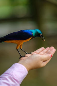 Cropped hand of woman feeding bird outdoors