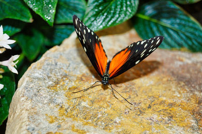 Close-up of butterfly on leaf