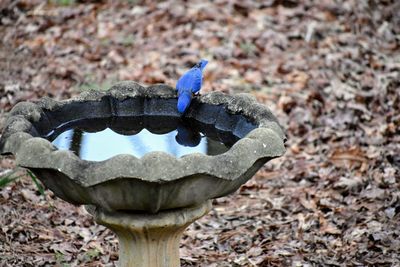 Stunning blue bird drinking from bird bath.