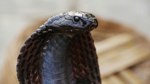 Close-up of snake