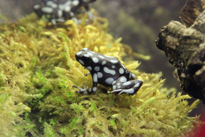 Close-up of fish swimming in sea