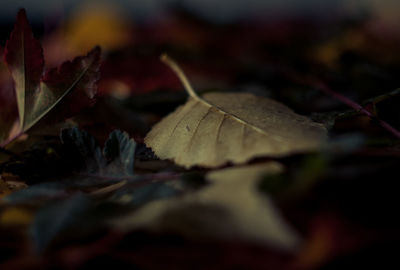 Close-up of dry maple leaves