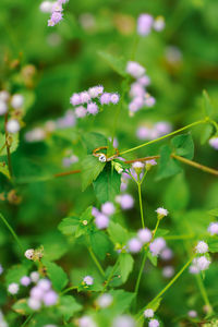 Close-up of purple flowering plant